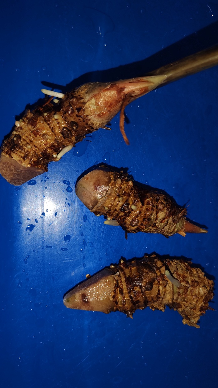 Почти брутальная щетина