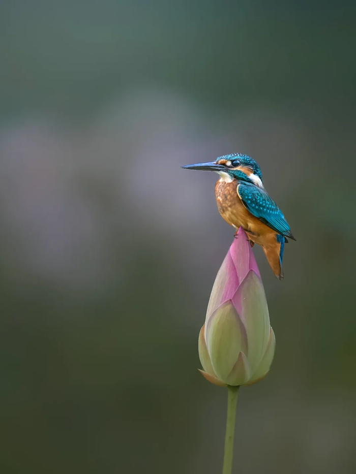 Обыкновенный зимородок на цветке лотоса
