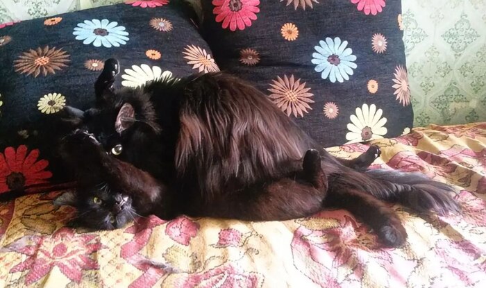 ���������� �����������