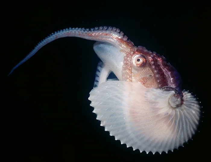 Смотрите, плывёт и держит раковину