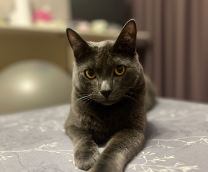 ��� Ը���