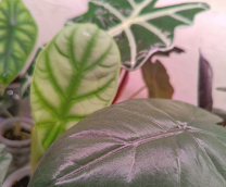 ��������