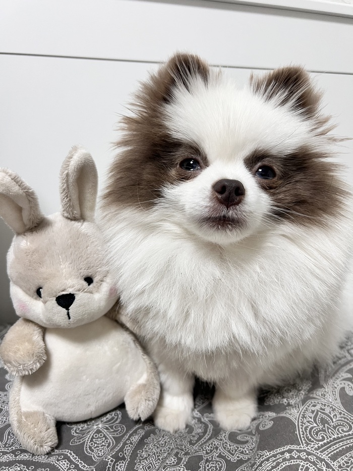 ���-10 ������, ������ ���� ��������� �������