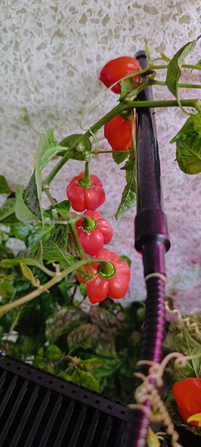 ������ ������ ���������