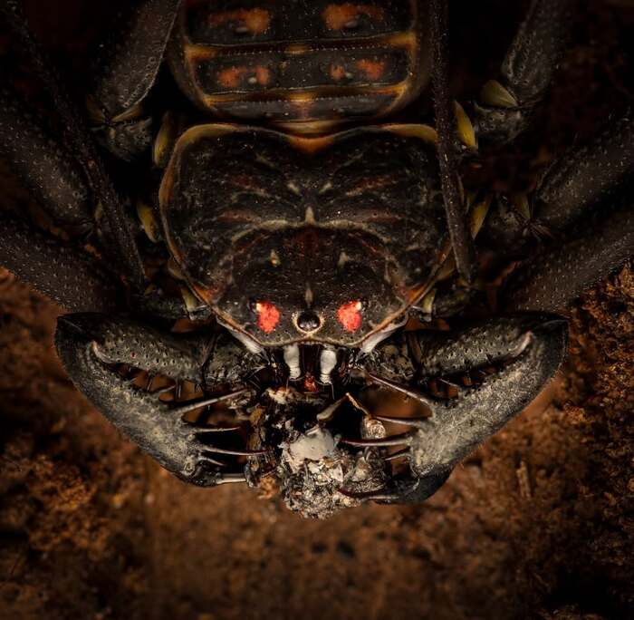 Молодая самка Phrynus whitei поедает останки какого-то насекомого