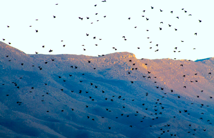 Мурмурация