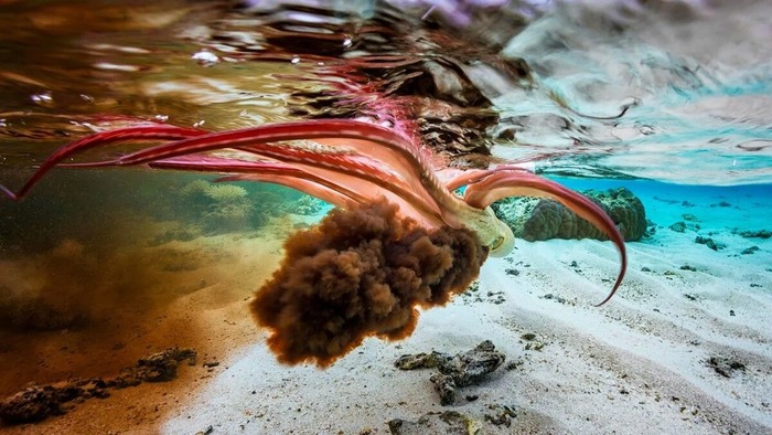 � <!--noindex--><a href="https://pikabu.ru/story/chernila_golovonogikh__odno_iz_samyikh_yelegantnyikh_izobreteniy_prirodyi_13584540?u=http%3A%2F%2Fpinterest.com&t=pinterest.com&h=2ff2c69448f2e8e1907ad321a6afe8f2b378d982" title="http://pinterest.com" target="_blank" rel="nofollow noopener">pinterest.com</a><!--/noindex-->