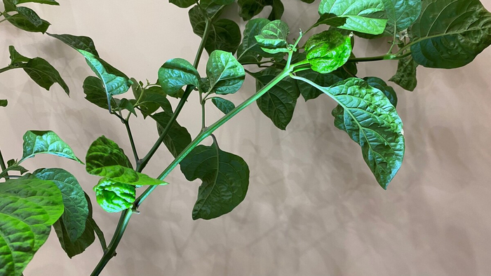 ���� �������