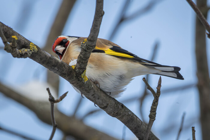 (���� �� �������� ��� ������� ��������)