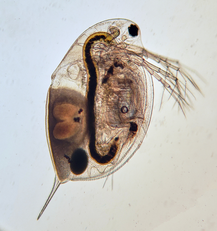 Daphnia pulicaria, ����� Branchiopoda, ���, David Bird, ������� ����� �� �������� (CC0)