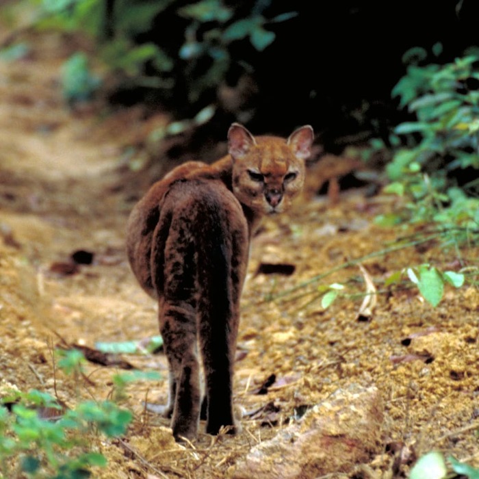 Одна из первых цветных фотографий золотой кошки