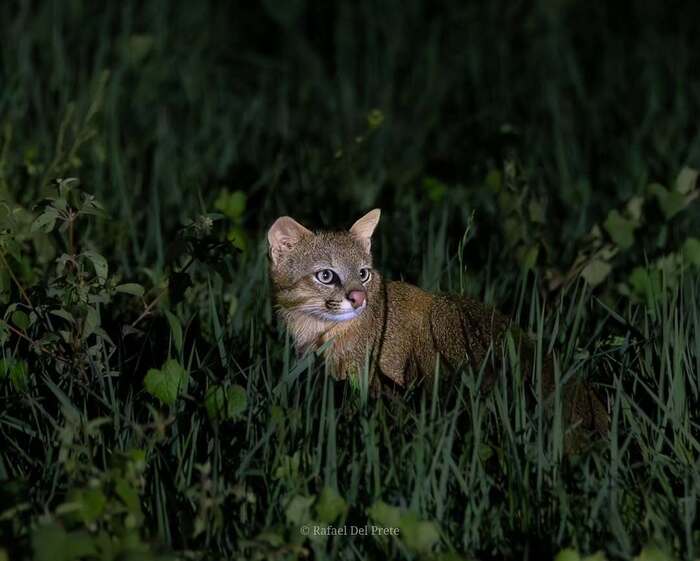 ���������� �����