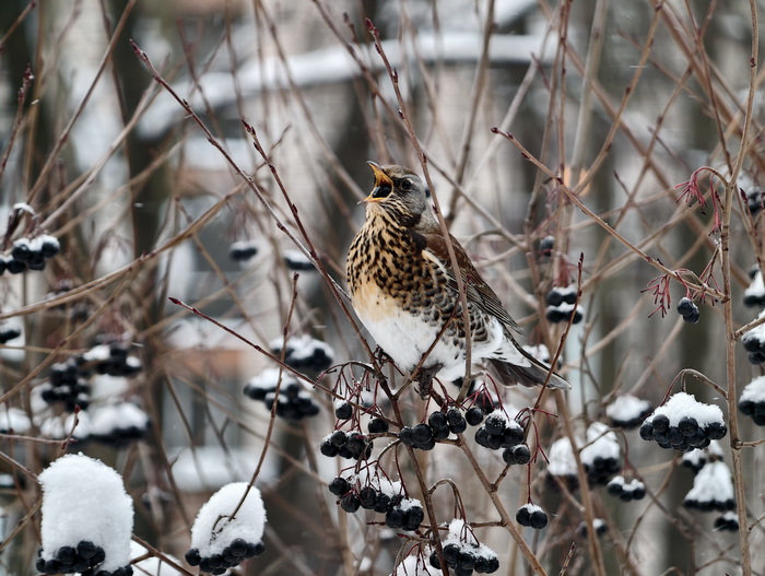 Дрозд-Рябинник в процессе