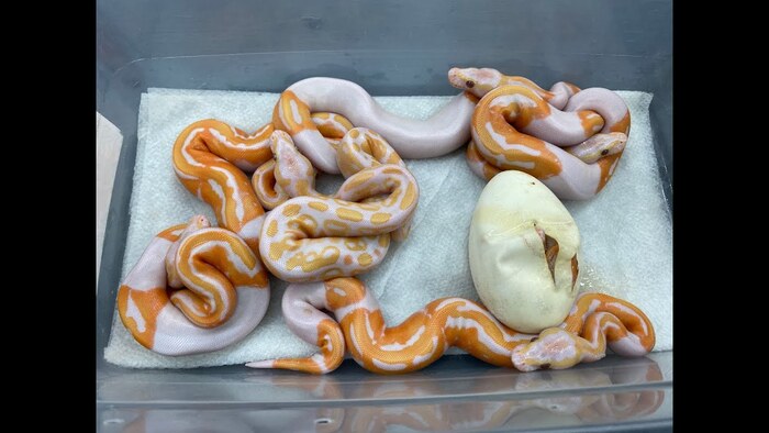 Змеи-«мутанты»: как мутации стали искусством, а генетика — валютой. Погружаемся в мир морф