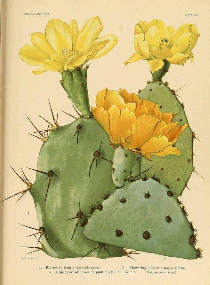 ���� �. ����. ����������� �� ����� �The Cactaceae�, 1912 �. ���� � ����� <!--noindex--><a href="https://pikabu.ru/story/botanicheskiy_illyustrator_m_ye_iton_13589450?u=http%3A%2F%2Fpinterest.com&t=pinterest.com&h=2ff2c69448f2e8e1907ad321a6afe8f2b378d982" title="http://pinterest.com" target="_blank" rel="nofollow noopener">pinterest.com</a><!--/noindex-->.