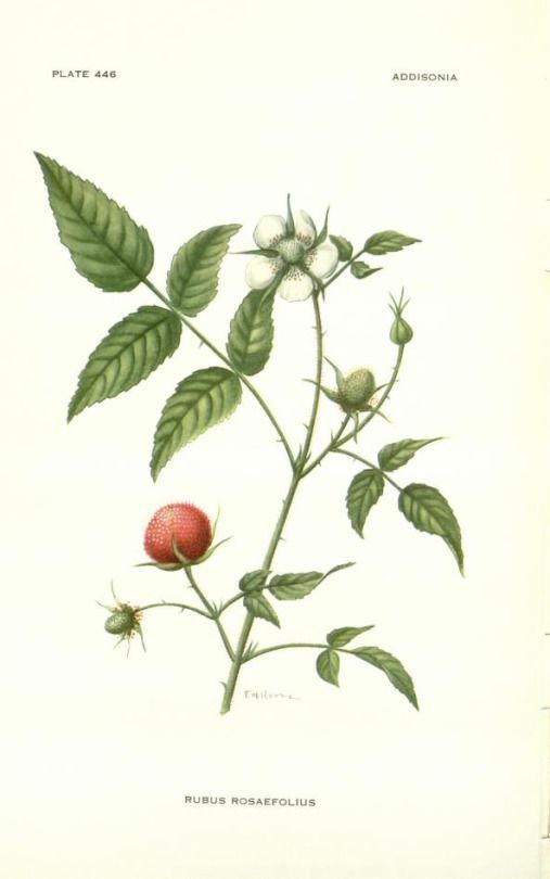 ���� �. ����. ����������� � ������� �Addisonia�, 1928 �. ���� � ����� <!--noindex--><a href="https://pikabu.ru/story/botanicheskiy_illyustrator_m_ye_iton_13589450?u=http%3A%2F%2Fpinterest.com&t=pinterest.com&h=2ff2c69448f2e8e1907ad321a6afe8f2b378d982" title="http://pinterest.com" target="_blank" rel="nofollow noopener">pinterest.com</a><!--/noindex-->.