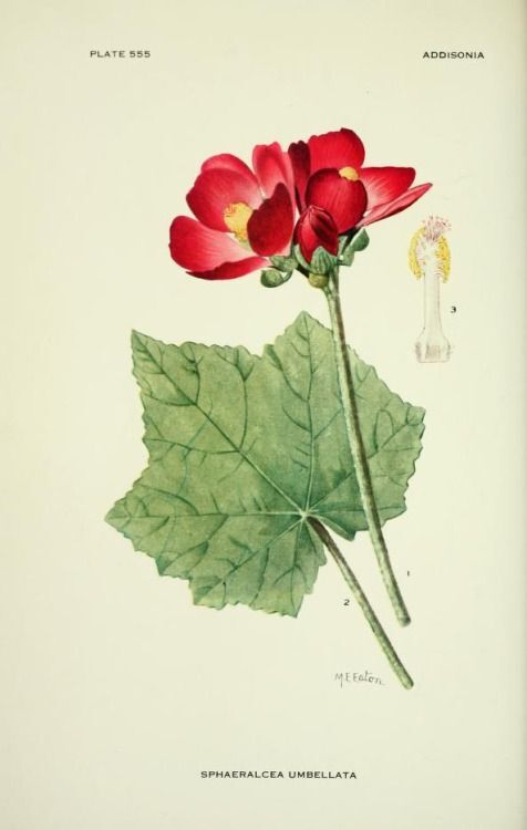 ���� �. ����. ����������� � ������� �Addisonia�, 1932 �. ���� � ����� <!--noindex--><a href="https://pikabu.ru/story/botanicheskiy_illyustrator_m_ye_iton_13589450?u=http%3A%2F%2Fpinterest.com&t=pinterest.com&h=2ff2c69448f2e8e1907ad321a6afe8f2b378d982" title="http://pinterest.com" target="_blank" rel="nofollow noopener">pinterest.com</a><!--/noindex-->.