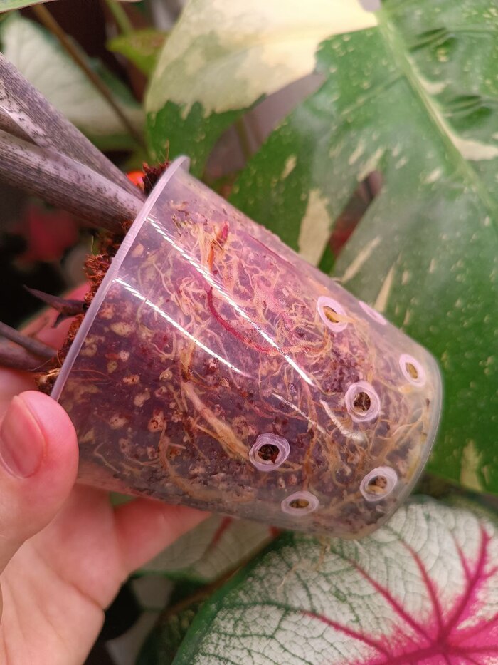 Seafoam Pink ���� � ������ �����/������