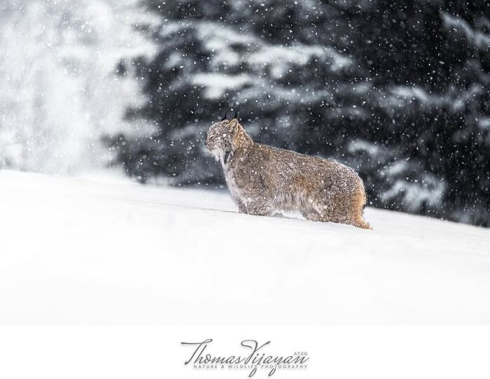 �������� � �������