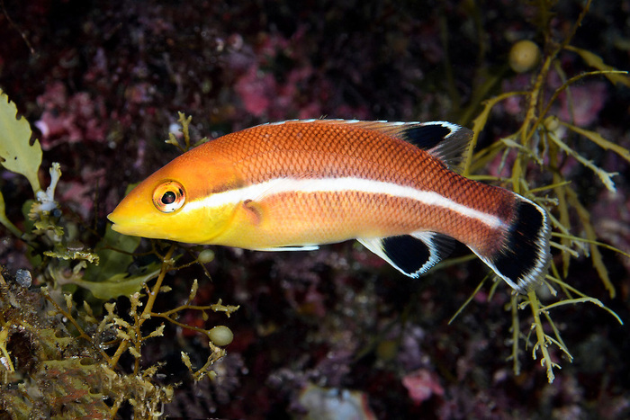 � ��� �������� "�������" ���� ����