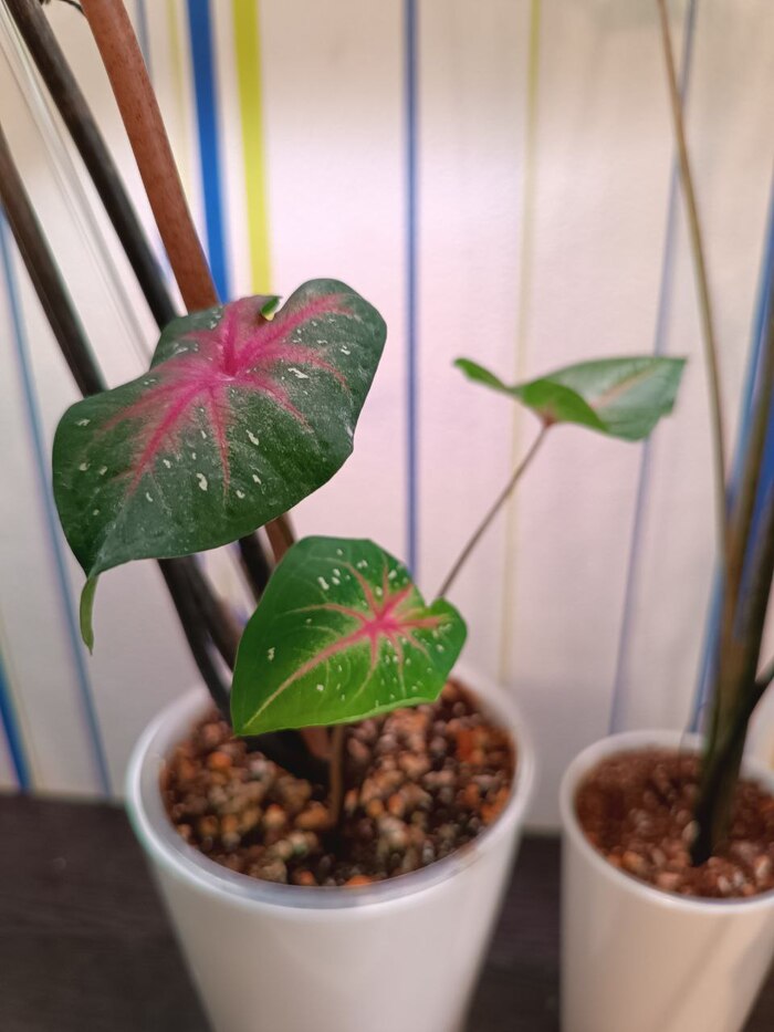 ������� ������ � ��������� Red Flash 