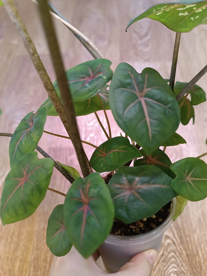 ������� ������ � ��������� Pink Beauty 