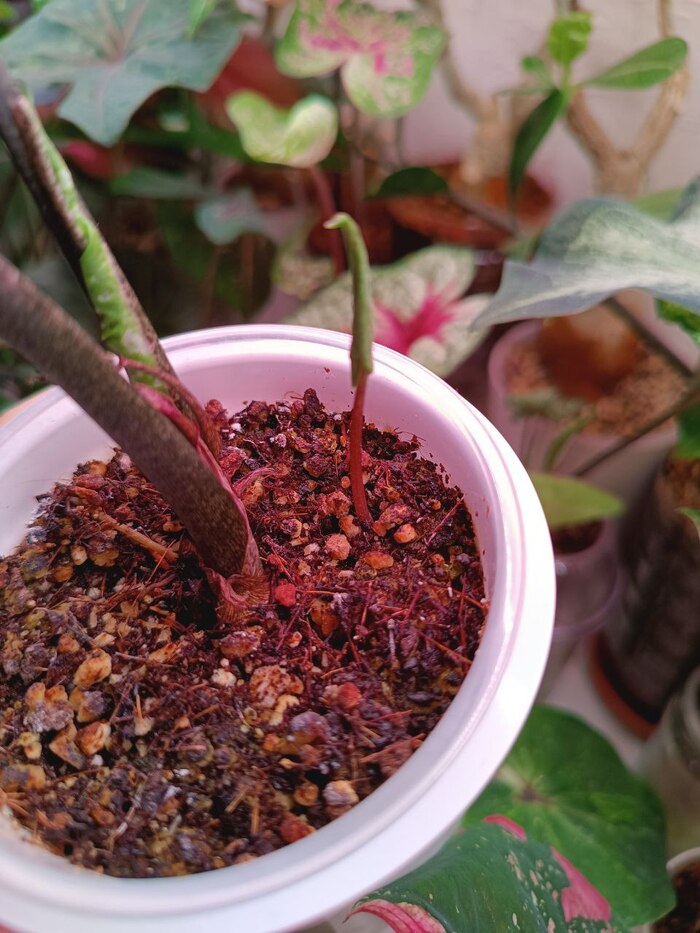 ��� ��� ���������� �������������� ����� � ��������� 