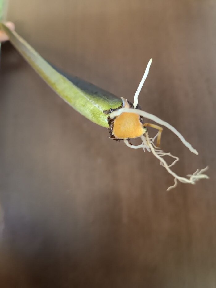 ���������� ����