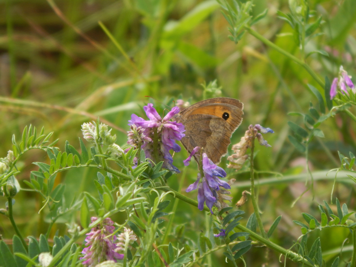 ������� ����, ��������� ����������.