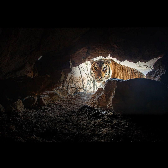 ��� ������ ��������