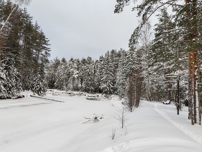 Зима в сосновом бору