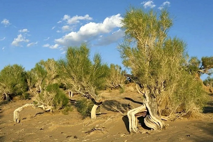 Саксауловый лес. Фото с сайта <!--noindex--><a href="https://pikabu.ru/story/saksaulyi_13592653?u=http%3A%2F%2Fturkmenistan.gov&t=turkmenistan.gov&h=d9b1c66aab74560da0d3f7b8bee06898638bf525" title="http://turkmenistan.gov" target="_blank" rel="nofollow noopener">turkmenistan.gov</a><!--/noindex-->.
