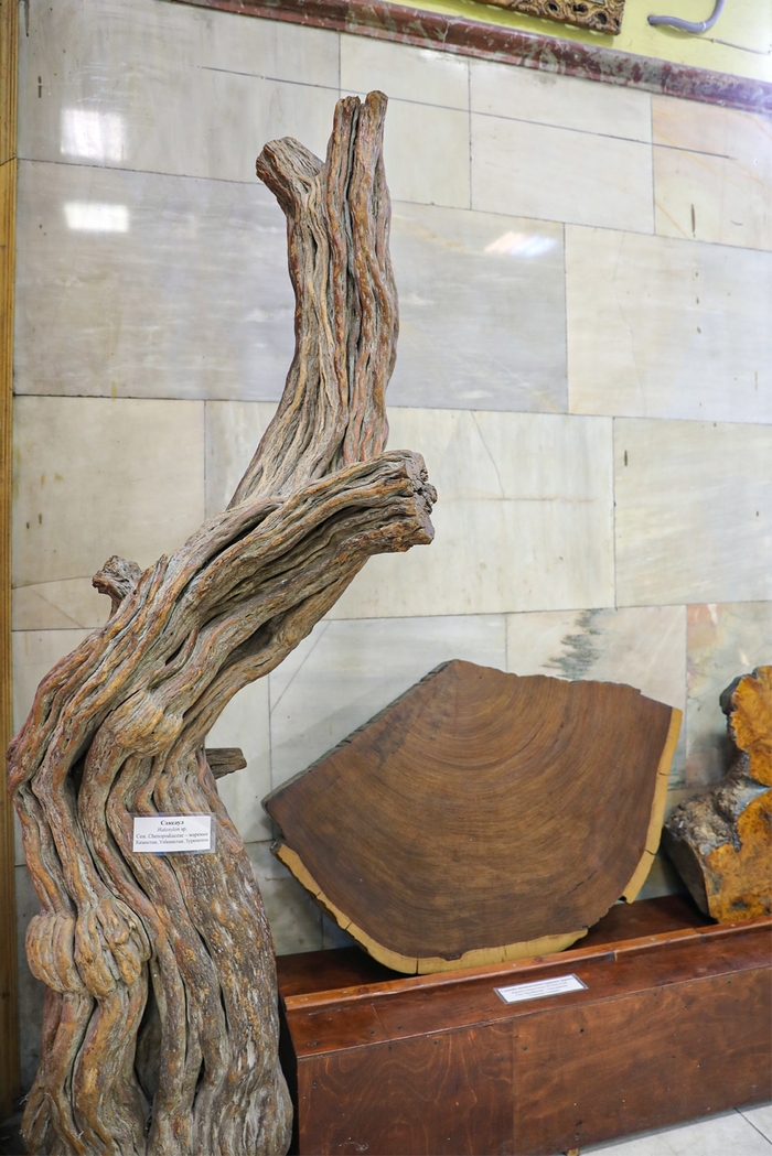 Ствол саксаула белого. Экспозиция Ботанического музея БИН РАН.
