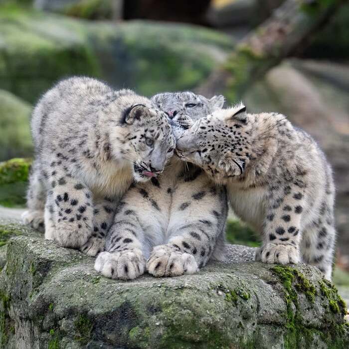 �����������, ��� ������� �������