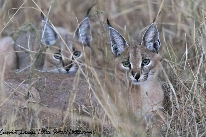 ���� ��������