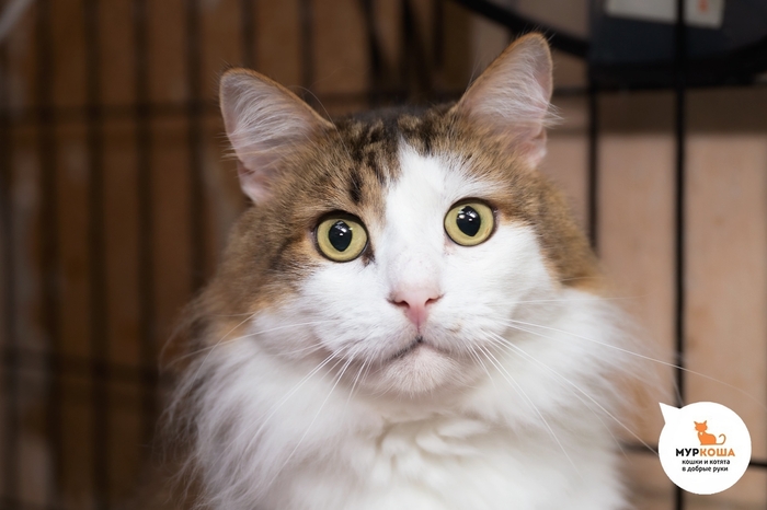 Кот Яшечка, 5 лет, найден на даче. Диагностирован ВИК. Пристраивается единственным котиком или в семью с кошками-носителями ВИК. Обращаем внимание, что ВИК не опасен для человека и животных других видов и не передаётся им.