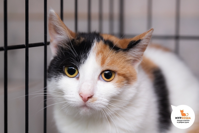 Котёнок-девочка Рут, 10 месяцев, с передержки.