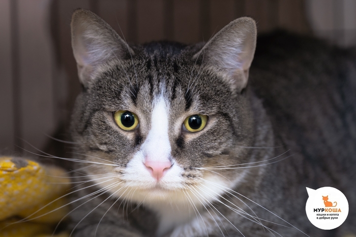 Кошка Тефтеля, 3 года, домашняя.