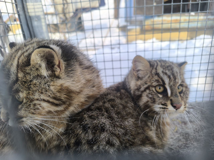 Двух краснокнижных дальневосточных лесных котят поймали в Приморье за охотой на кур