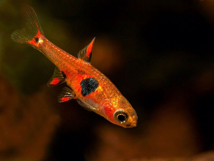 ������� ����������� (Boraras naevus)