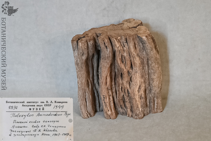 Древесина зайсанского саксаула, привезенная из экспедиции П. К. Козлова в Центральную Азию в 1907-1909 гг. Из фондов Ботанического музея БИН РАН.