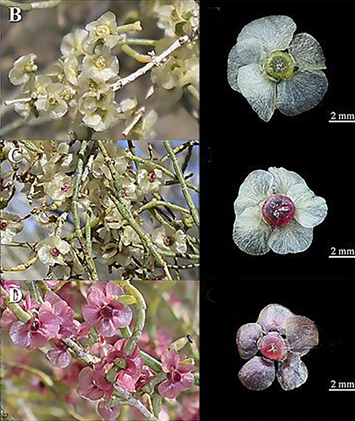 Плоды зайсанского саксаула разного цвета с крыловидными выростами, похожими на лепестки. Фото с сайта <!--noindex--><a href="https://pikabu.ru/story/saksaul_zaysanskiy_13595765?u=http%3A%2F%2Fresearchgate.net&t=researchgate.net&h=1a9e9196ae6c0308fd050dc5a4ec6ec0b2ff7bb5" title="http://researchgate.net" target="_blank" rel="nofollow noopener">researchgate.net</a><!--/noindex-->.