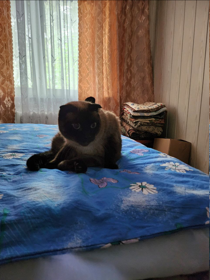 Гости? Какие ещё гости? Нет никого!