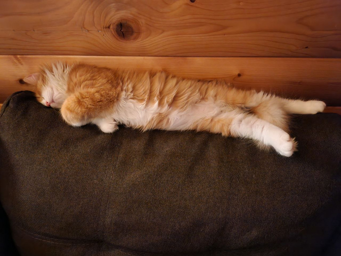 Его Кузейшество