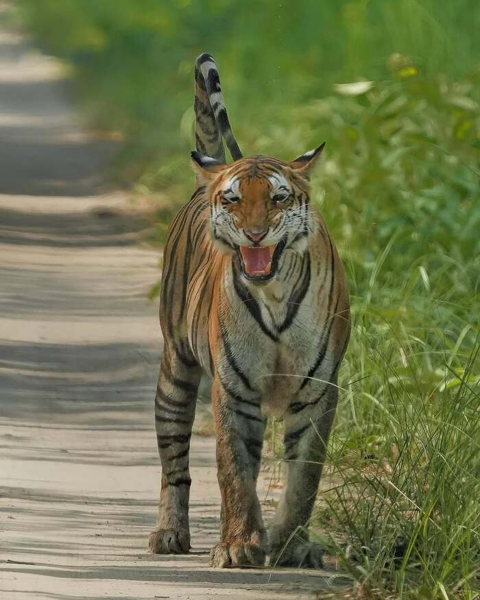 ������� �������