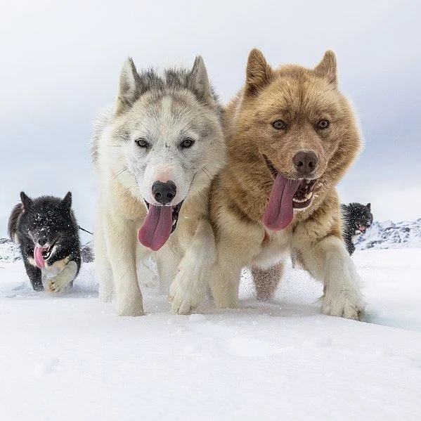 Who are those two-team dogs guarding Greenland that Trump joked about, what made them famous, and what does Russia have to do with it? - Series Cognitive, My, Past, Country, Around the world, Russia, Geography, Greenland, USA, Want to know everything, Facts, Informative, Dog, The photo, Longpost, Politics