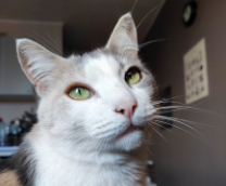 ����� - ������� ������