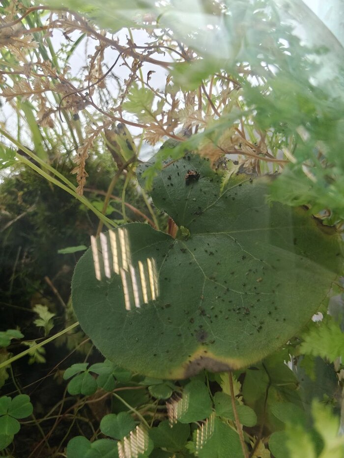 ������ ����, ��������� , ��������, ������������� ������