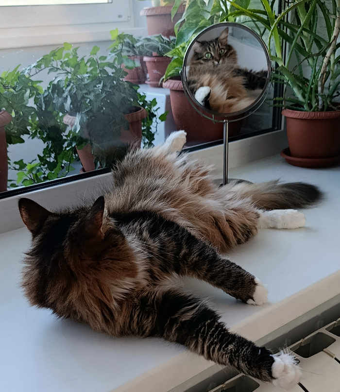 ��� ������� ��������