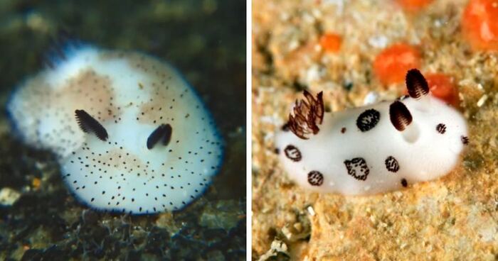 Ответ на пост «Морская овечка: полурастение, полуживотное»